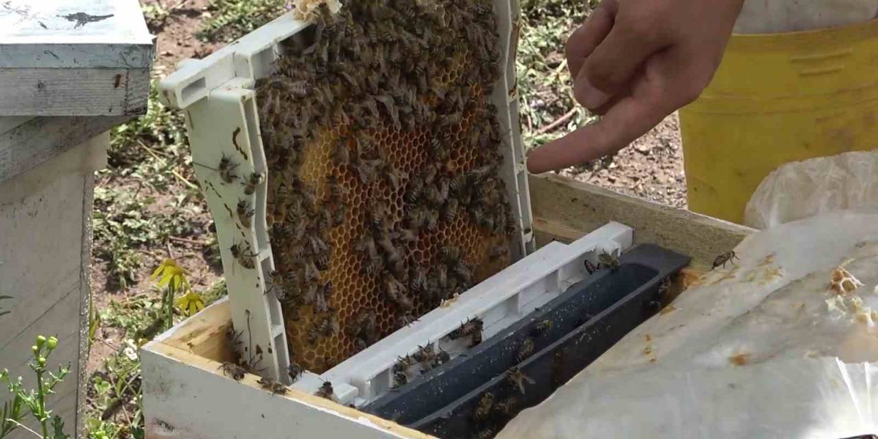 Devletten Aldığı Destekle Yılda 5 Bin Kraliçe Arı Üretiyor: Tanesi 300 Lira
