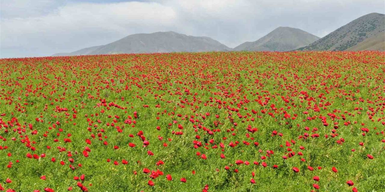 Elazığ’da Gelincikler Tarlaları Kırmızıya Boyadı