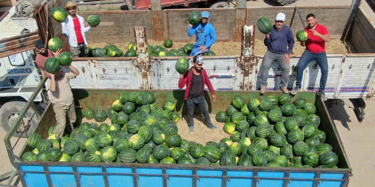 İşçilerin Zorlu Mesaisi: Adana Sıcağında Her Gün 150 Ton Karpuz Yüklüyorlar