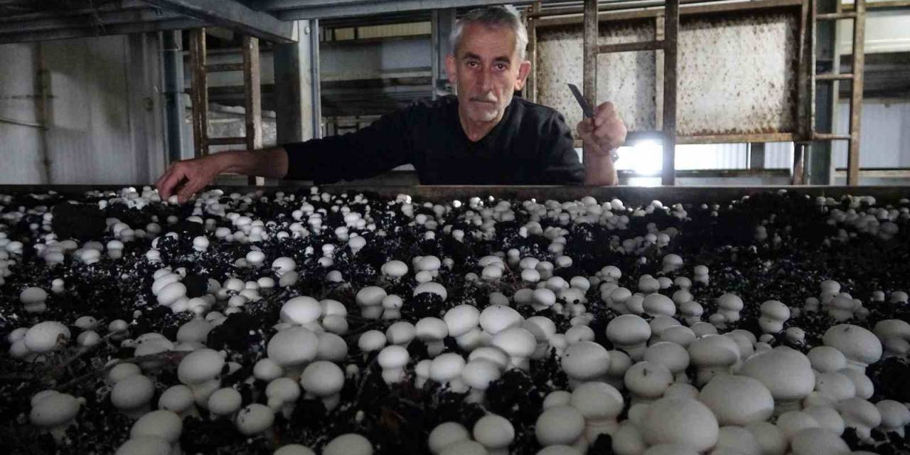 Yozgat’ta Üretilen Mantar, Karadeniz Ve Doğu Anadolu Bölgesi’nin İhtiyacını Karşılıyor