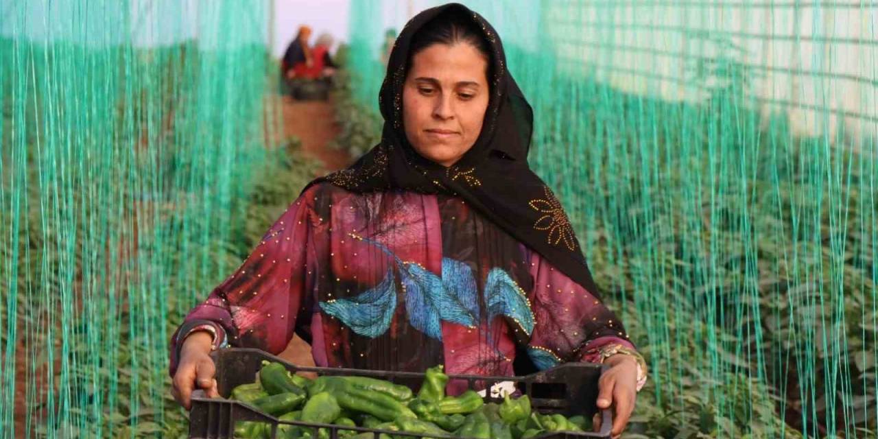 Tarımsal Girdi Fiyat Endeksi Yıllık Yüzde 49,70 Arttı