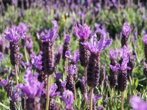 Doğal Şifa Kaynağı Karabaş Otu