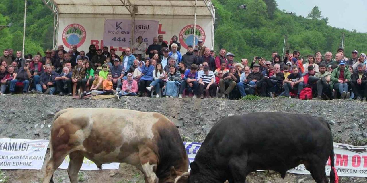 Artvin’de Geleneksel Düzenlenen Boğa Güreşleri Nefes Kesti