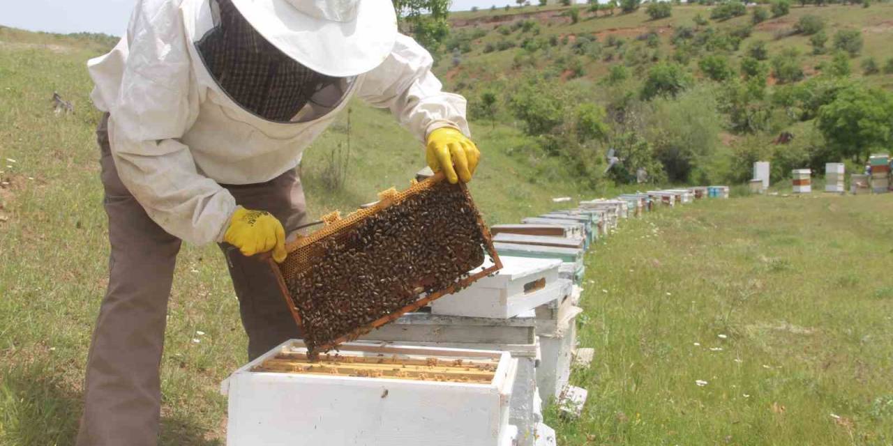 Arıcılar Baharda Da Umduğunu Bulamadı, Yağışlar Bal Verimini Düşürdü