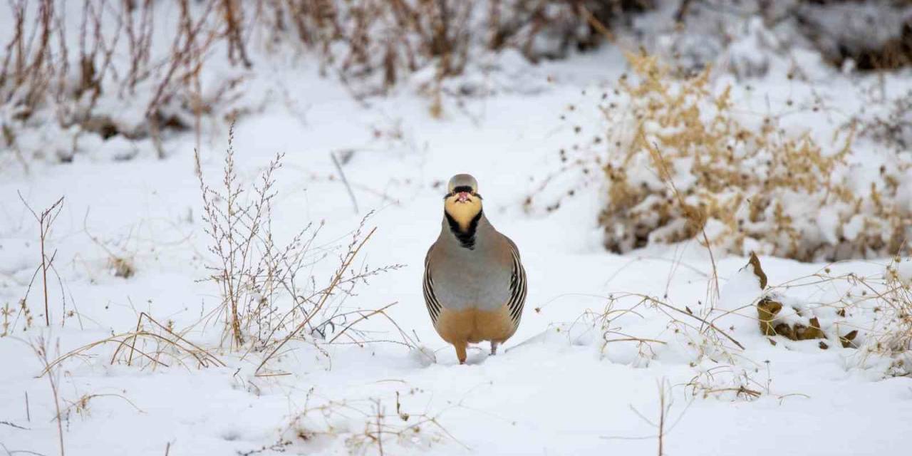 Türkiye’de Yaşayan 500 Türden 350’sini Görüntülemeyi Başardı