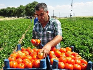 Domatesin Fiyatı Dip Yaptı