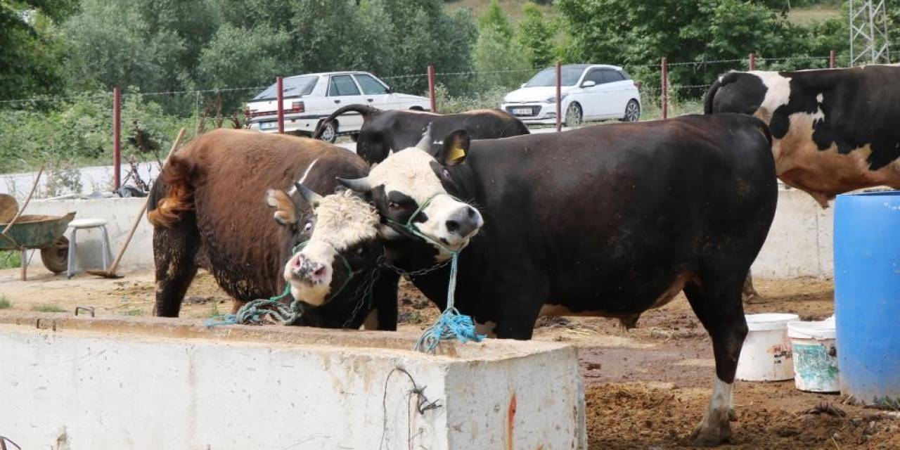 Samsun’da Sat-2 Tipi Şap Hastalığı İle Mücadele
