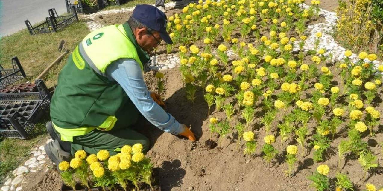 Ereğli Belediyesi Park Ve Refüjlere Çiçek Dikimini Sürdürüyor