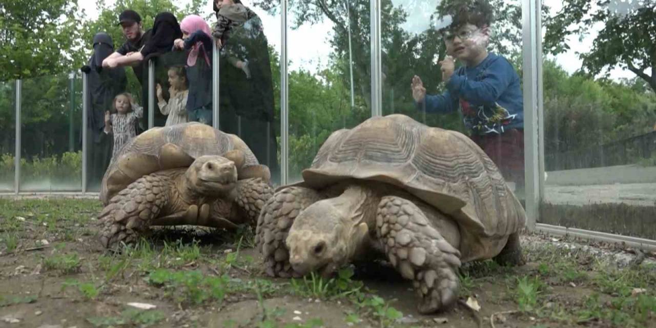 Zoopark’taki Kaplumbağalara Dünya Kaplumbağa Günü’nde Ziyafet