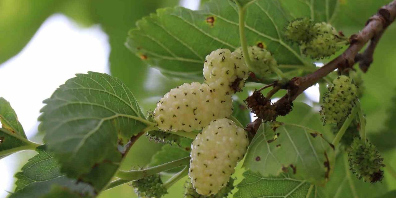 Ayvalı’da Dutlara Göz Düştü