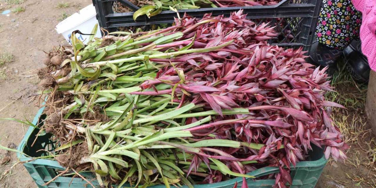 Topraktan Çıkan Altın: Kilosu 2 Bin Tl