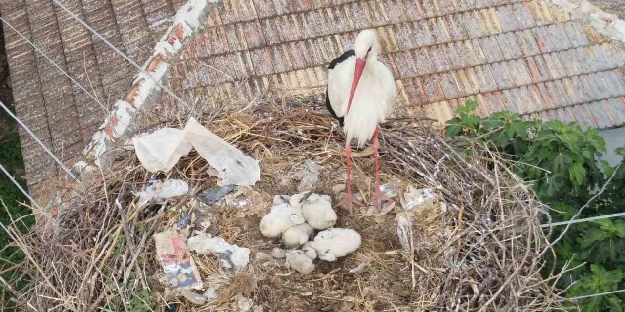 Leylek Ailesi Yavrularını Büyütmeye Başladı, Mahalle Sakinlerinin İlgi Odağı Oldu