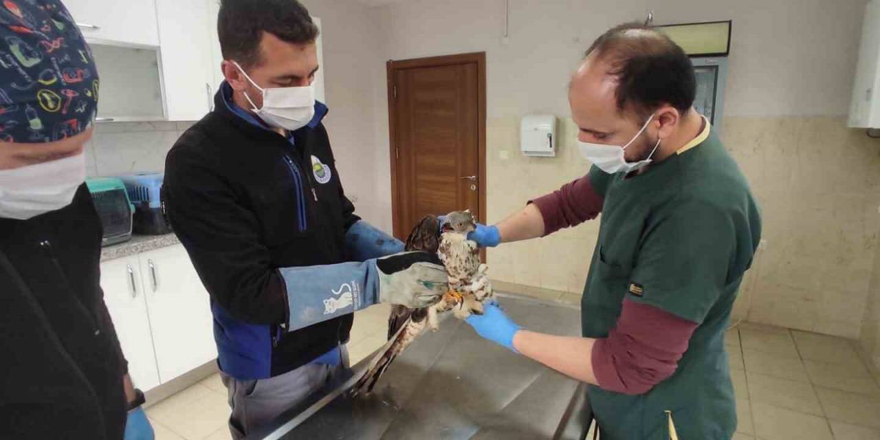 Bursa’da Yaralanan Şahine Vatandaş Sahip Çıktı