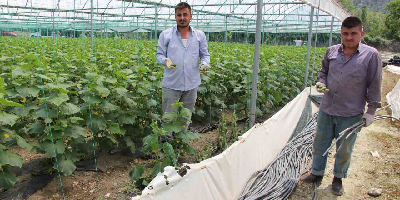 Yırtıcı Hayvanlar Seralarda Hasara Yol Açtı, Köylüler Yardım İstedi