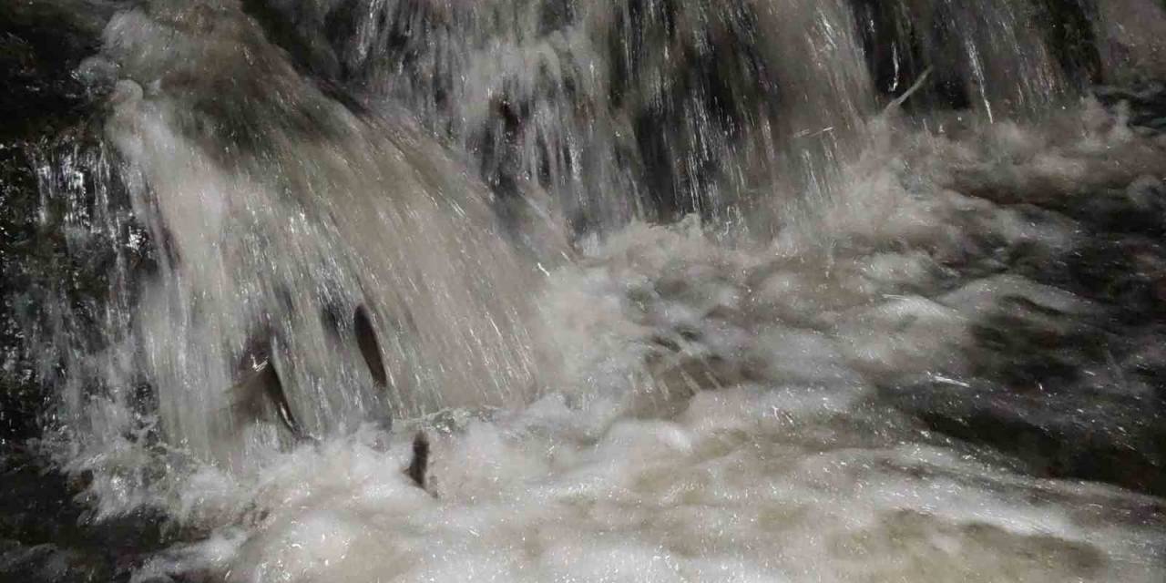 Uçan Balıkların Zorlu Gece Yolculuğu