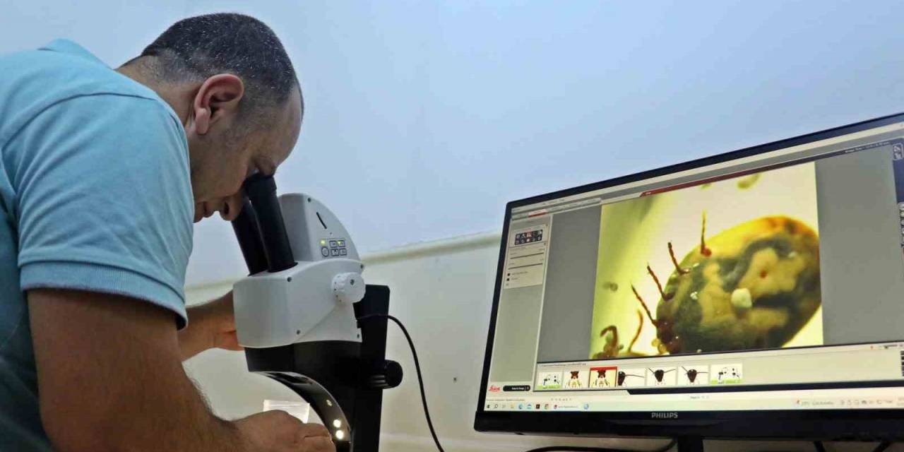 Bir Defada Binlerce Yumurta Bırakıyor, Hayvan Ve İnsanın Kanını Emerken Anestezi Uyguluyor