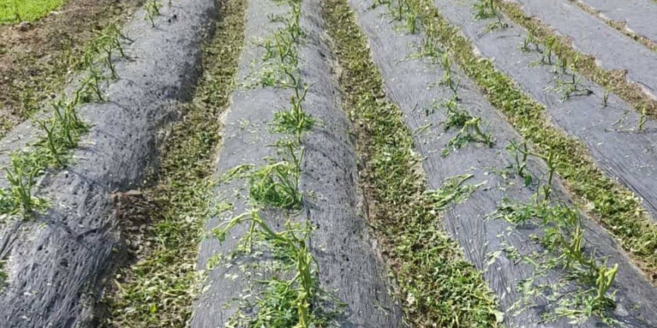 Dolu, Sebze Fidelerine Zarar Verdi