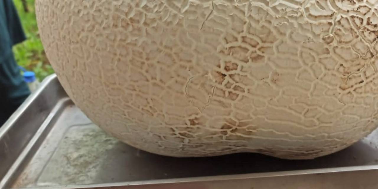 Dev Mantar Görenleri Hayrete Düşürdü