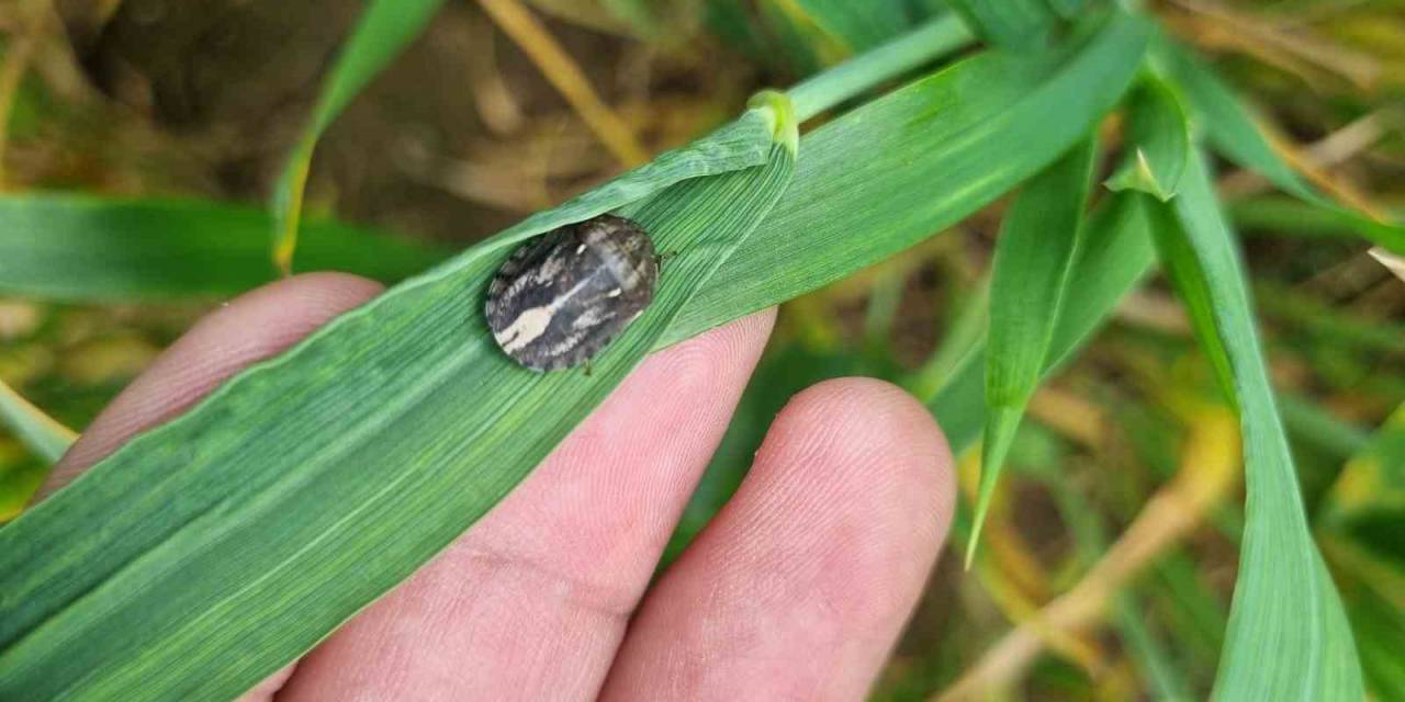 Buğdayların Düşmanı Süneye Karşı Mücadele Başlatıldı