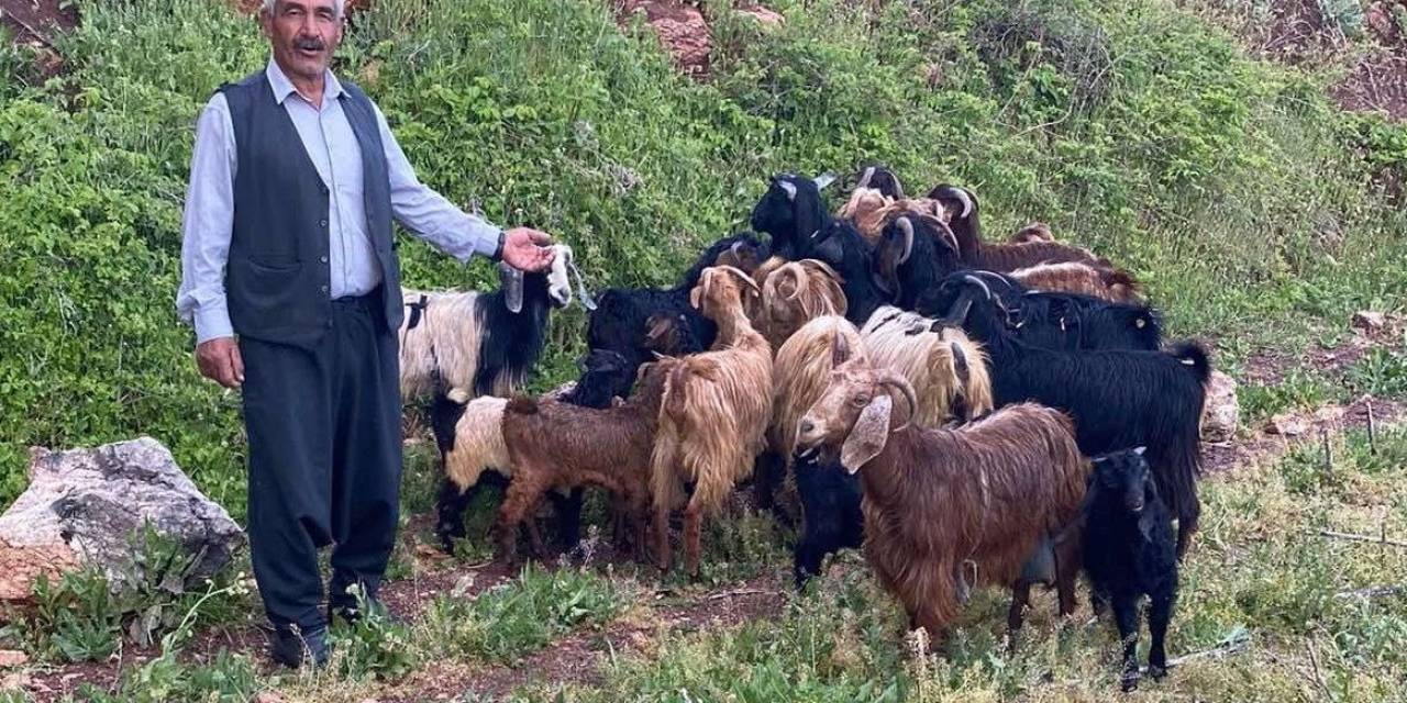 Kaybolan Küçükbaş Sürüsünü Jandarma Ekipleri Buldu