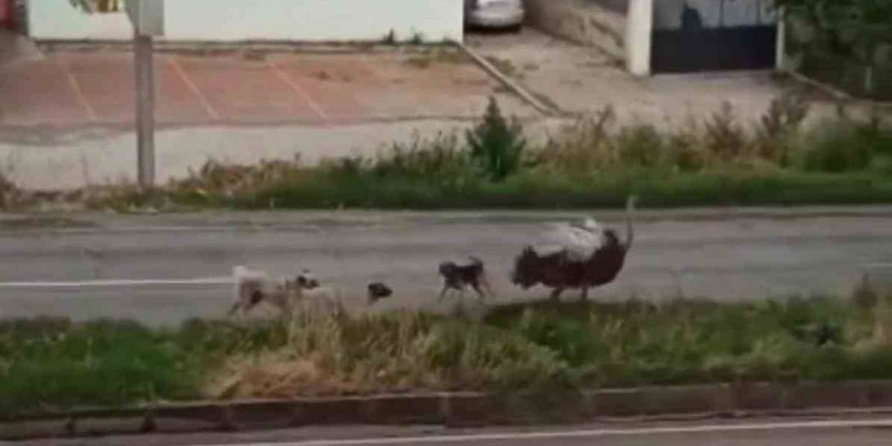 Dikkat: Trafikte Deve Kuşu Var
