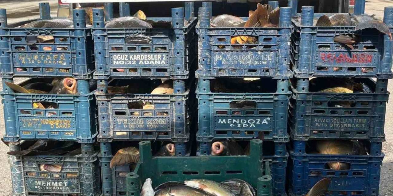 Elazığ’da Kaçak Avlanan 1 Ton 400 Kilo Balık Ele Geçirildi