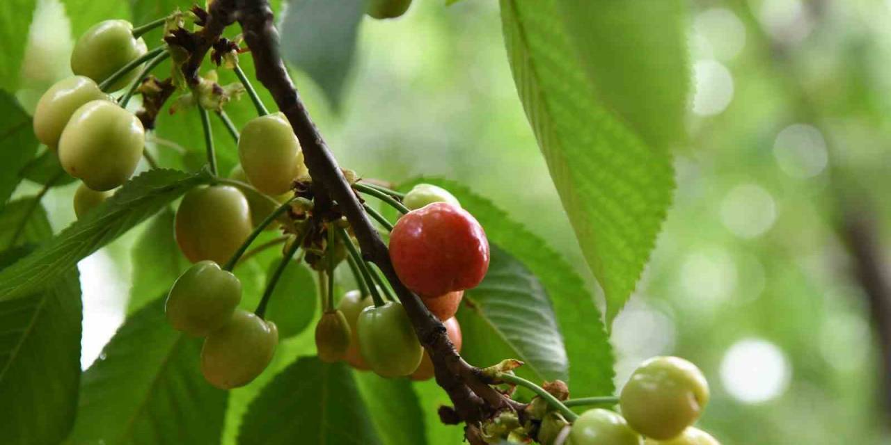 Lapseki Kirazına Sayılı Günler Kaldı
