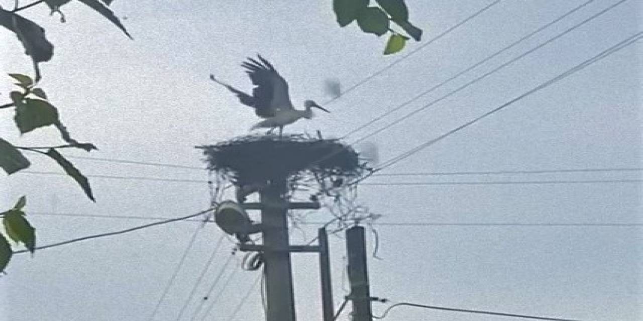 Vatandaşın Dikkati Leylekleri Kurtardı