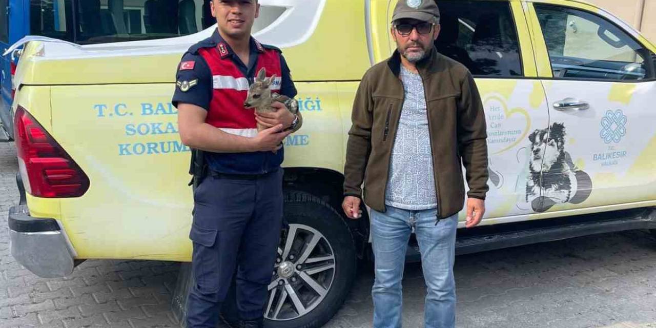 Karaca Yavrusu Jandarma Tarafından Milli Parklara Teslim Edildi
