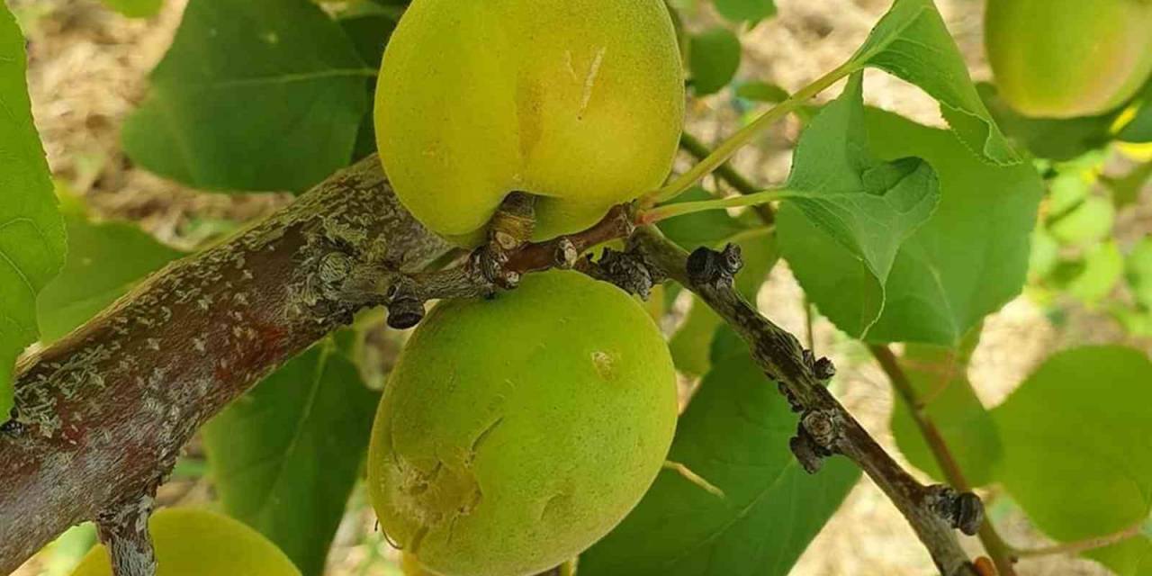 Mersinde Dolunun Zarar Verdiği Bahçelerde Hasar Tespit Çalışması Başlatıldı