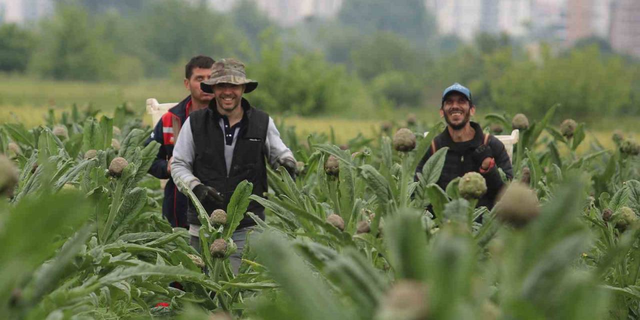 Coğrafi İşaret Tescilli Hasanağa Enginarında Hasat Zamanı