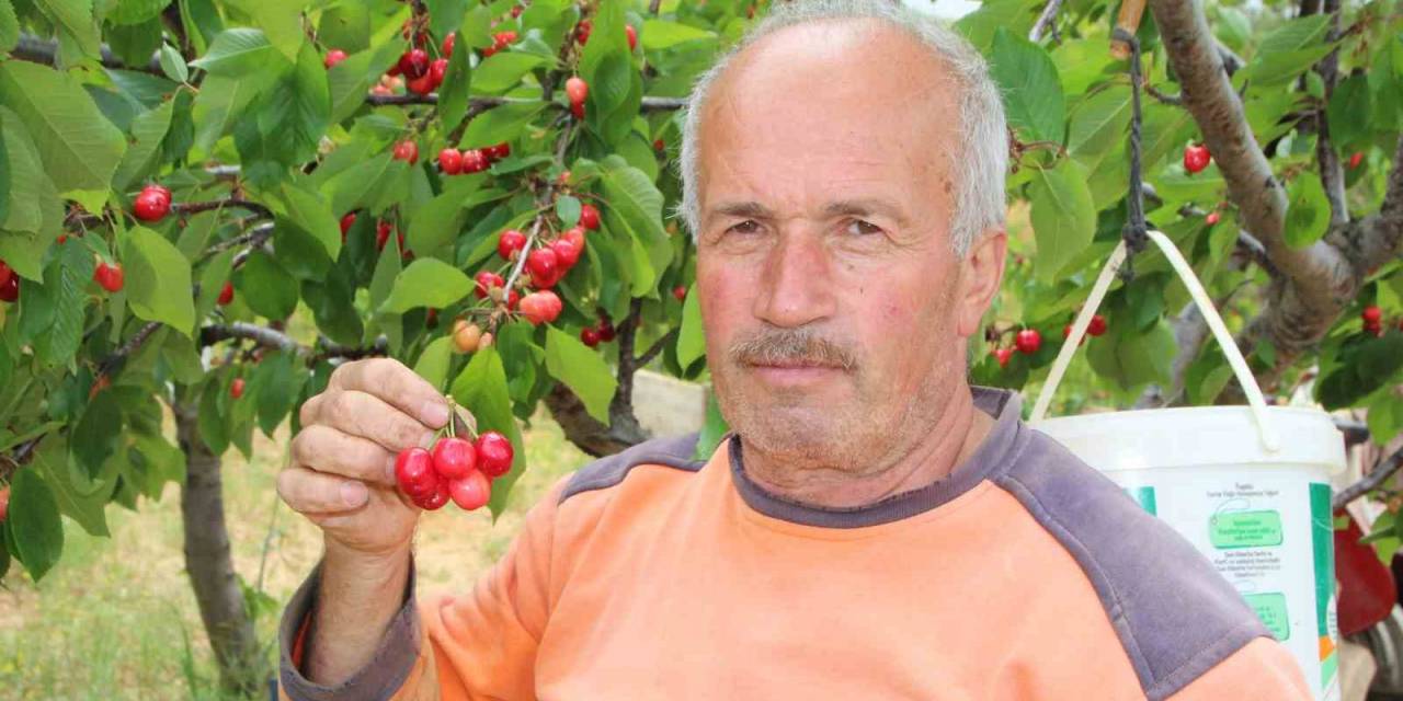 Bilecik’te İlk Kiraz Hasadı Yapıldı