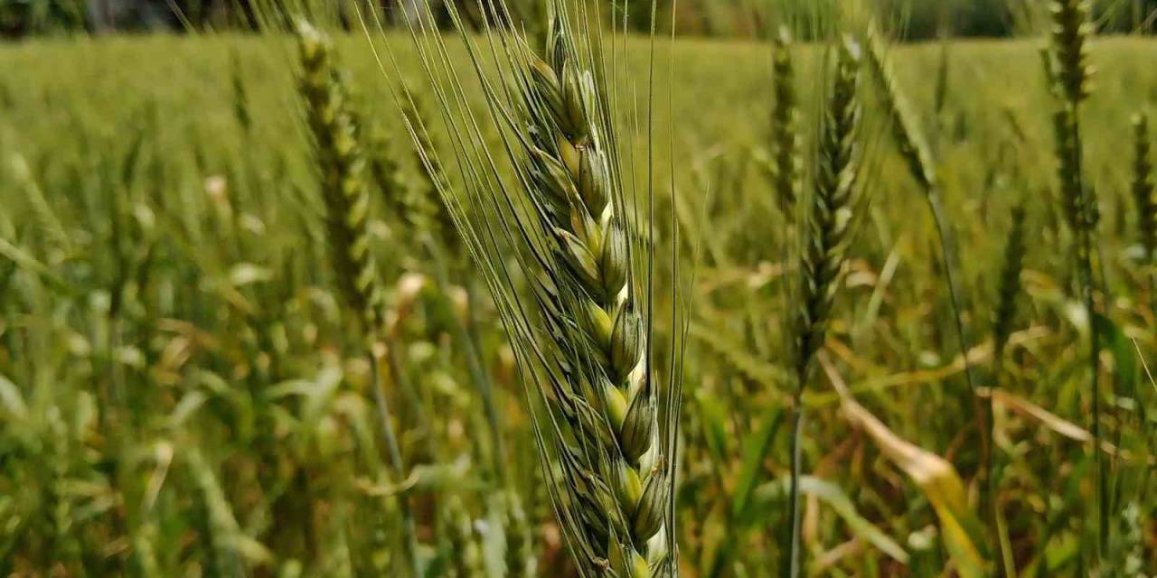 13 Bin Yıllık Ata Tohumu İle Buğday Üretimine Destek
