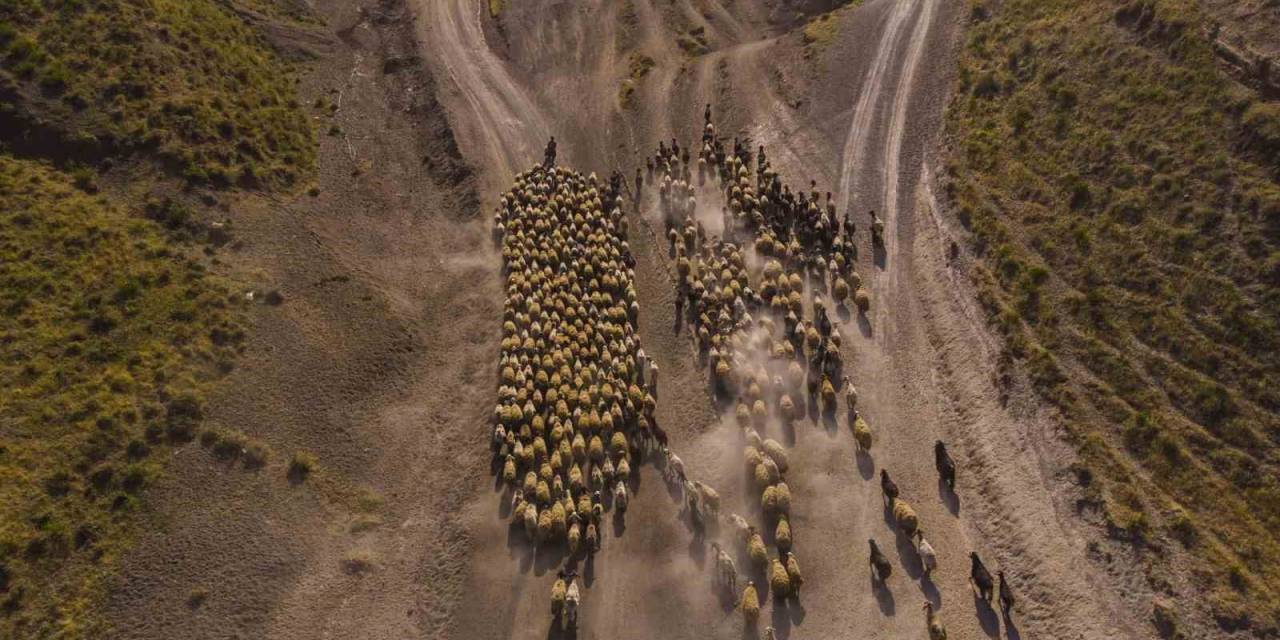 Sürülerin Tozlu Göç Yolculuğu Başladı