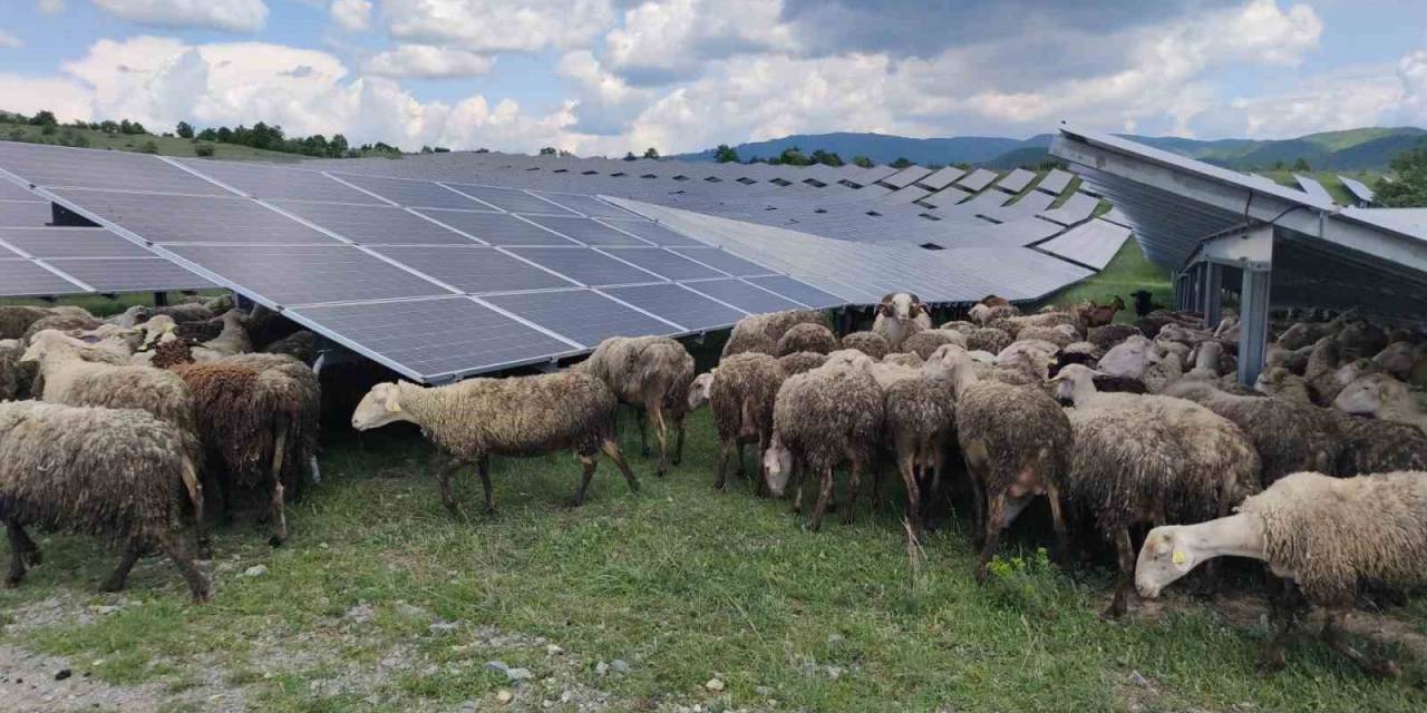 Kosova’da Güneş Enerjisi Panellerinin Temizleyicisi: Koyun Ve Keçiler