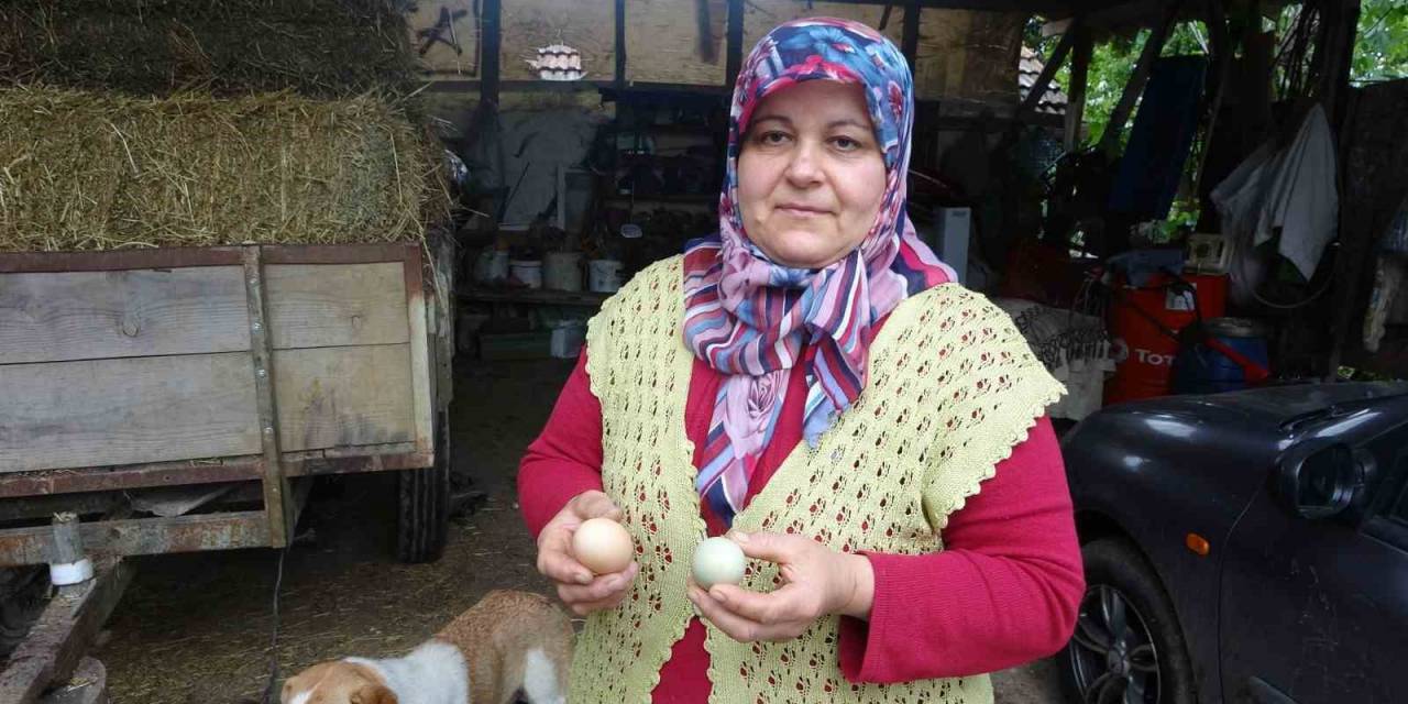 Bu Tavuklar Yüksek Proteinli Mavi Yumurtluyor
