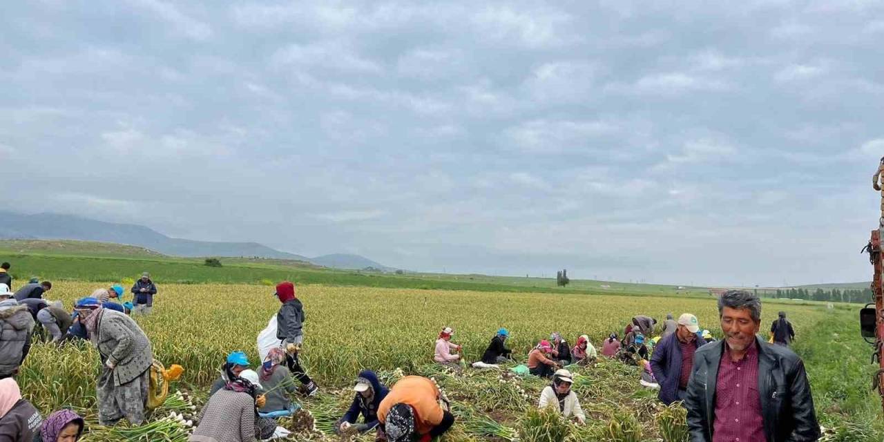 Konya’da Sağanak Yağış Sarımsak Tarlalarını Vurdu