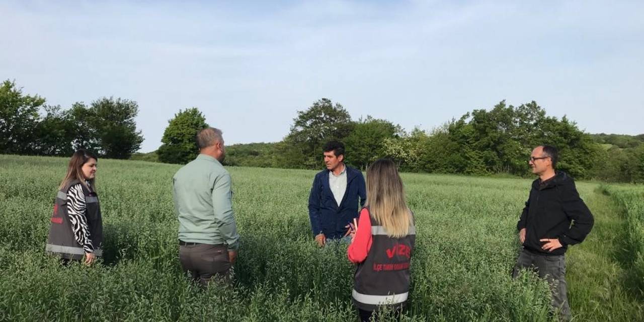 Yerli Yulaf Çeşitleri İncelendi