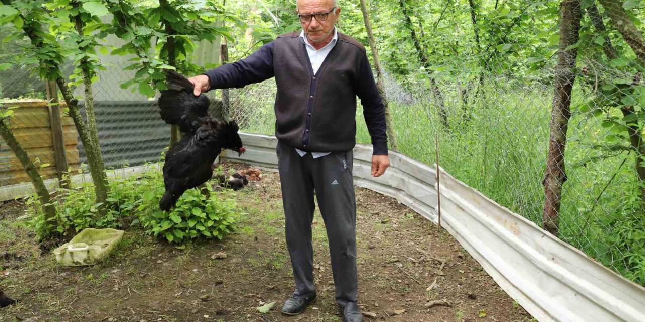 Tavuk Ve Horozları Başıboş Köpekler Tarafından Telef Edildi