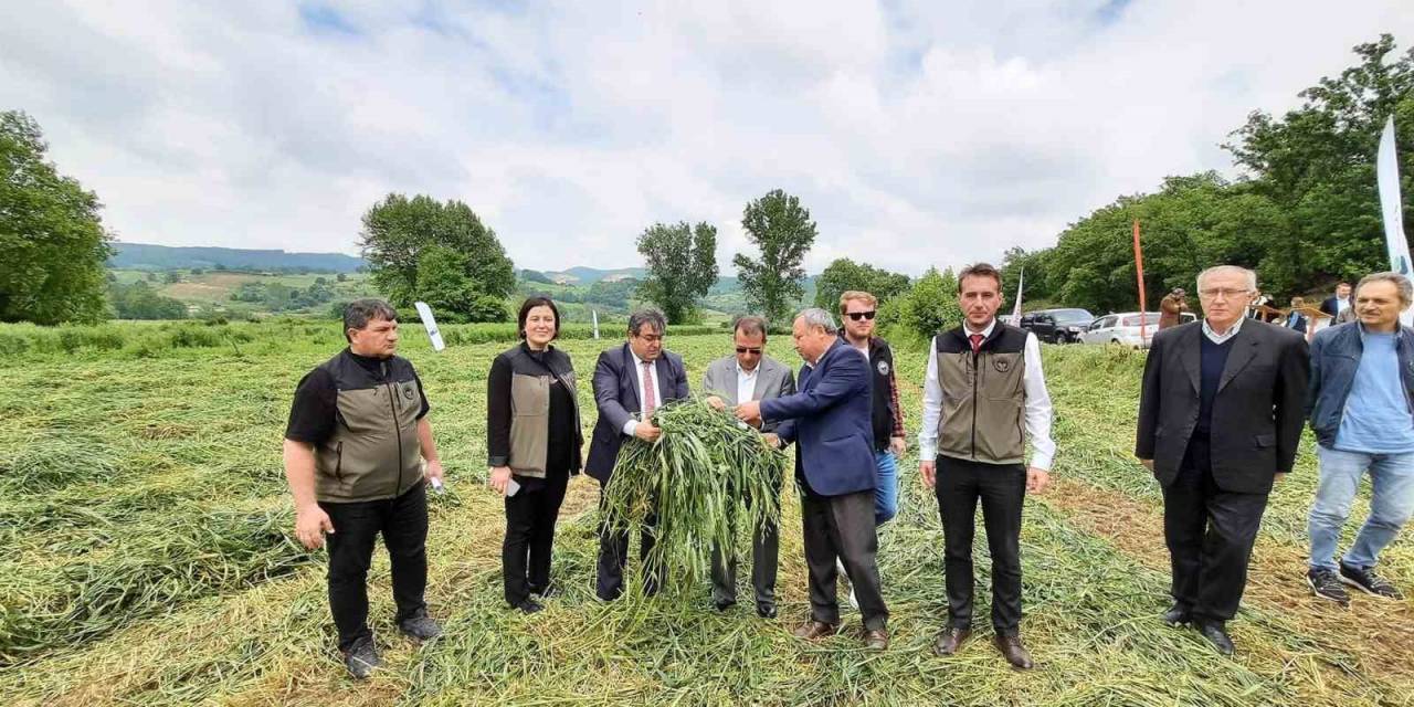 Çan’da Dörtlü Karışım Yem Bitkisi Projesinin Hasadı Başladı