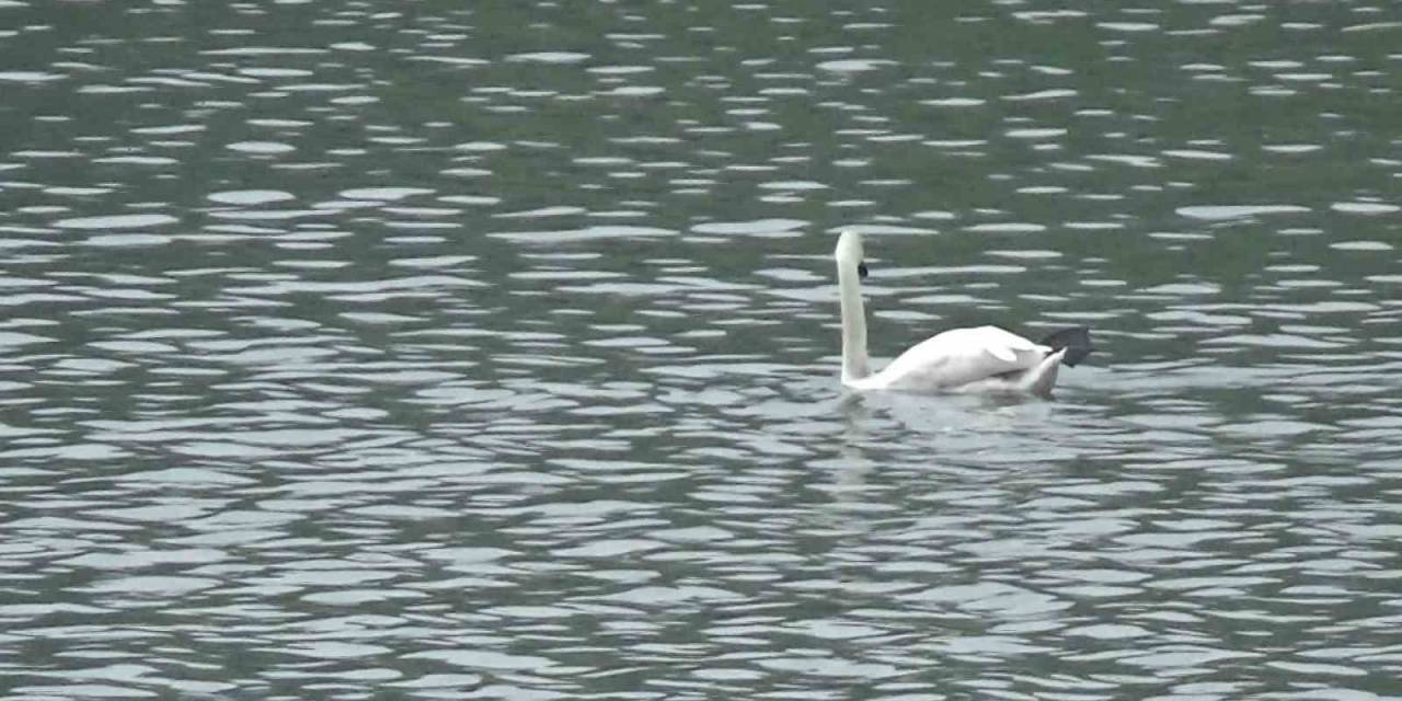 Bolu’da İlk Kez Görüntülendi
