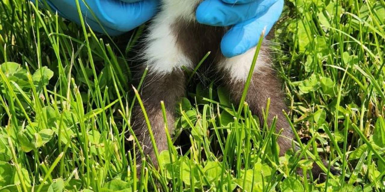 Yaralı Sansar Yavrusuna Şefkat Eli