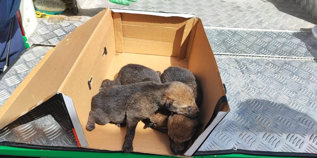 Sarıkamış’ta Bulunan Kurt Yavruları Emin Ellerde