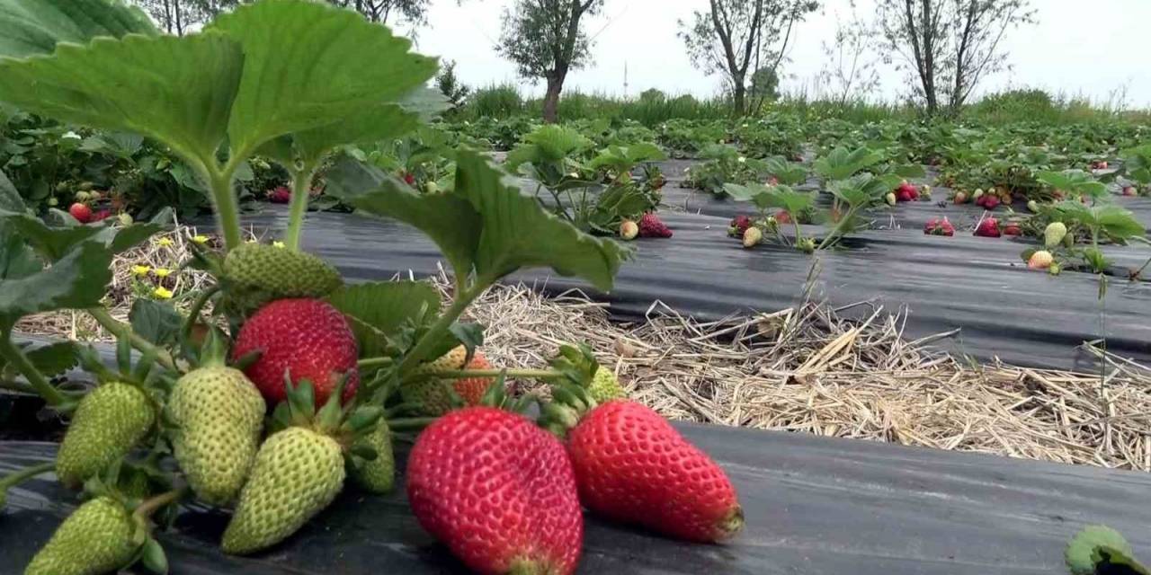 Bu Çilek Hem Daha Aromatik Hem De Daha Uzun Ömürlü