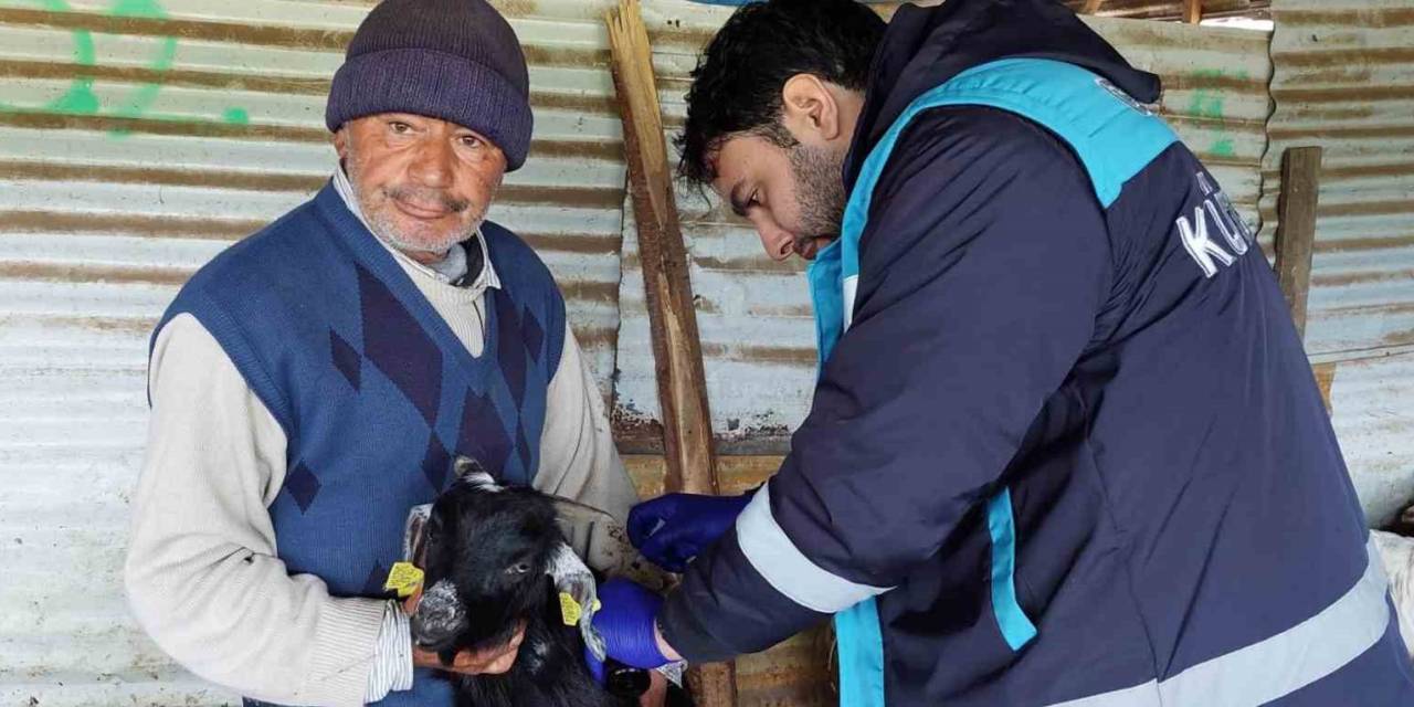 Hisarcık’ta Veba Aşılaması Ve Küpeleme Çalışması