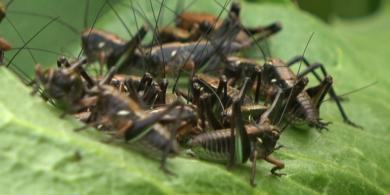 Muş’ta Çekirge Alarmı