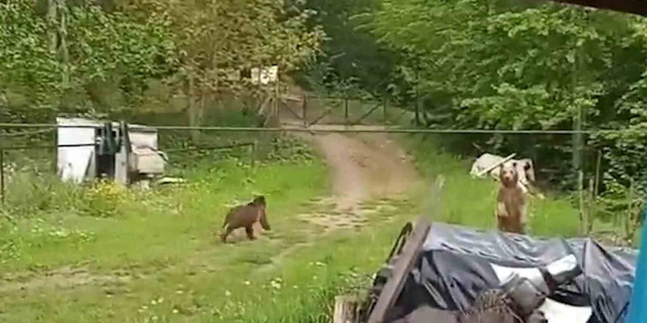 Bahçesine Giren Ayıları Böyle Kovdu