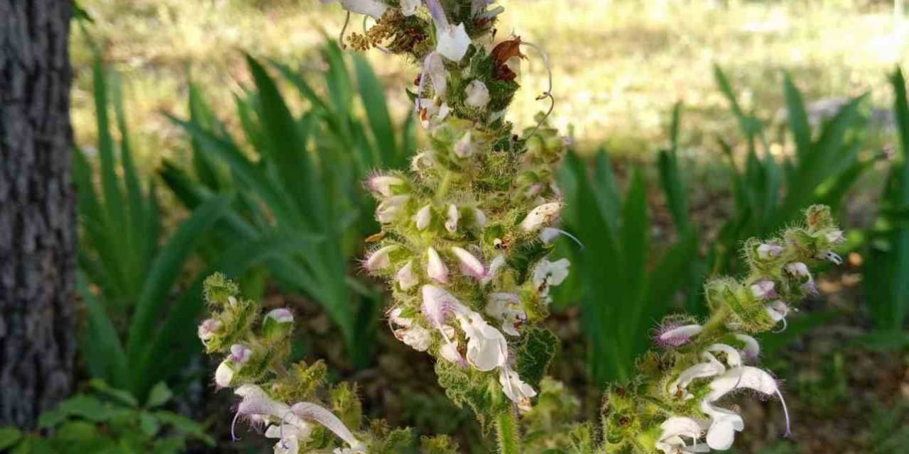 Siirt’te Bu Çiçeğin Koparan Yandı: Cezası 244 Bin 315 Tl