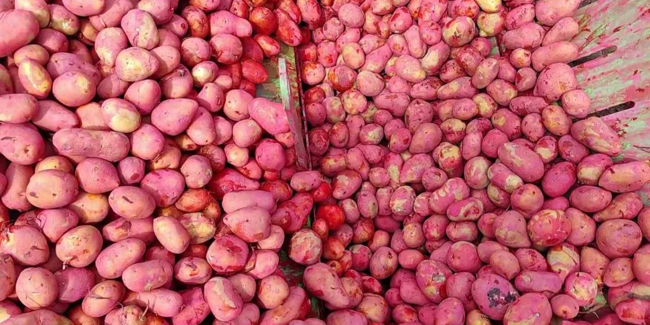 Türkiye’nin Önemli Üretim Merkezi, Ekimler Devam Ediyor