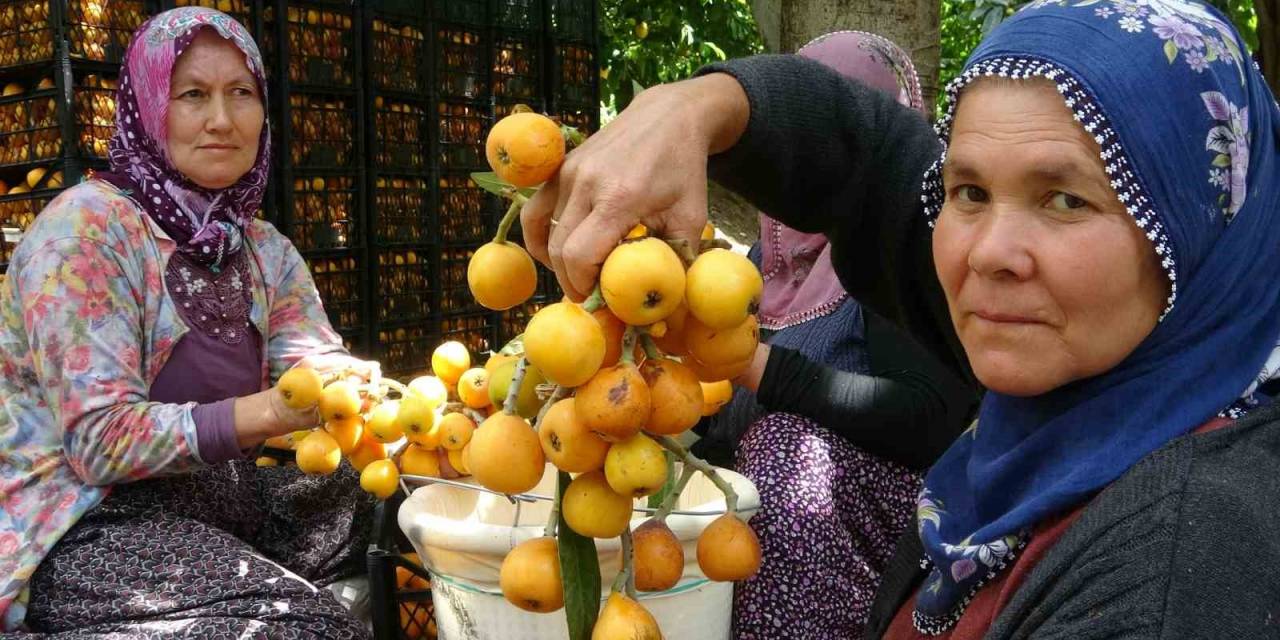 İhracat Yolundaki Son Yenidünyalar Yüz Güldürüyor